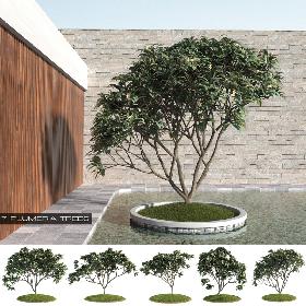 - 7 Plumeria-Frangipani Trees (-GrowFX) by